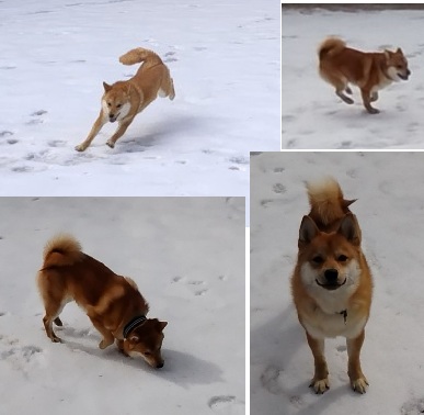 雪原を走るキタキツネ