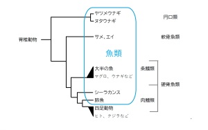 「クジラは魚ではないはもう古い」と理科のSNSに書いたら炎上した件 「クジラは魚ではないはもう古い」と理科のSNSに書いたら炎上した件